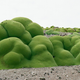Illustration for article titled Meet the Woman Who Photographs the Oldest Living Things In The World